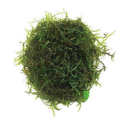 Java Moss | Vesicularia Dubyana Freshwater Live Aquarium Plant BUY2GET1FREE