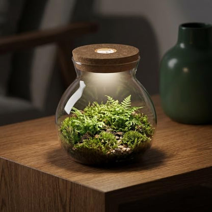 Abaodam Glass Terrarium Jar with Led Light Base, Small Container for Indoor Plants, DIY Micro Landscape Ecosystem Kit for Fish Tank Desktop Decor