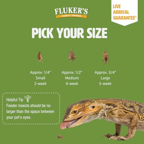 Fluker's Live Crickets for Reptiles, Chickens, Birds and Fishing, 100 Count Feeder Insects Gut Loaded with Orange Cube, High Calcium, and Vitamins, Shipped Fresh in a Ventilated Box (1/2 Inch) - size: 100 Count (Pack of 1), style: Medium, 1/2"