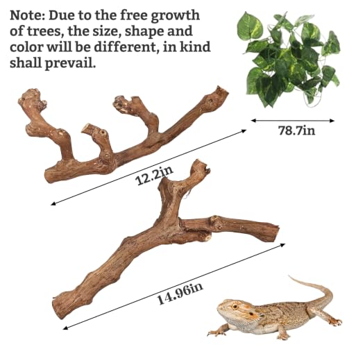 VCEPJH Snake Climbing Branch, 2Pcs Reptile Wood Natural Cork Log Tank Accessories Tree Trunk for Chameleon Bearded Dragon Gecko Snake Frog Spider - size: Grape Wood (L:13.7"-15.7"-2pcs)