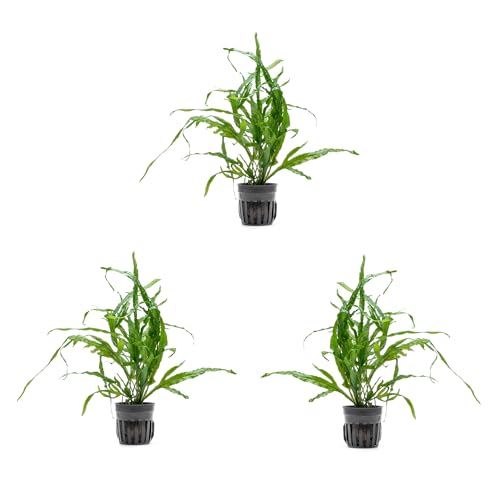 Java Fern Live Aquarium Plants - Potted Freshwater Plant for Fish Tanks - Beginner Friendly, Low Light (Trident, 3 Pots) - color: Trident, size: Pot - 3 Count