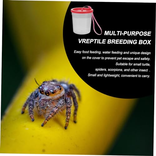 Toddmomy Transparent Reptile Breeding Container for Small Turtles Spiders and Insect Feeding Box with Smooth Surface Lightweight Portable Reptile Raising Cup for Crickets and Random Color