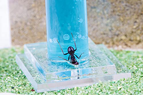 Anthouse.ES - Natural Sand Ant Farm - Acrylic Starter Kit 20x10x10 cm - Sand, Pipette, and Water Dispenser Included - Easy Installation - color: Clear