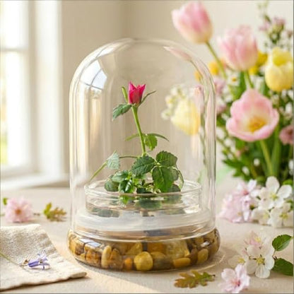 Bloomify Live Rose Terrarium, Miniature Rose in Self Sustaining Glass Jar, Maintenance Free, Great Unique Gift and Home Decor.