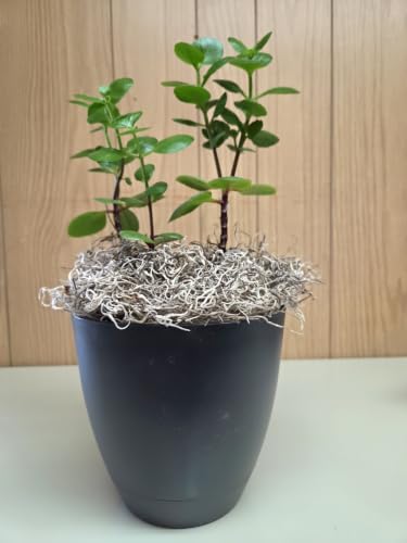 Mosser Lee Spanish Moss – Natural Decorative Moss for Houseplants, Soil Cover, Crafts, Terrariums & Floral Arrangements - 400 Cubic Inches (Approx 9oz) - size: 400 Cubic Inches