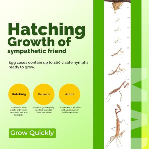 USMANTIS Praying Mantis Egg Case Kit, 2 Pack with Habitat Cup | Includes 2 T Sinensis ootheca cases with a clear hatching habitat, ideal STEM learning project producing up to 400 nymphs. - size: Pack of 2