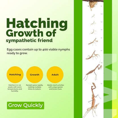 USMANTIS Praying Mantis Ootheca Egg Case with Hatching Habitat Cup - T Sinensis, Brown, Insect Terrarium, Science Kits, Indoor/Outdoor - size: Pack of 1