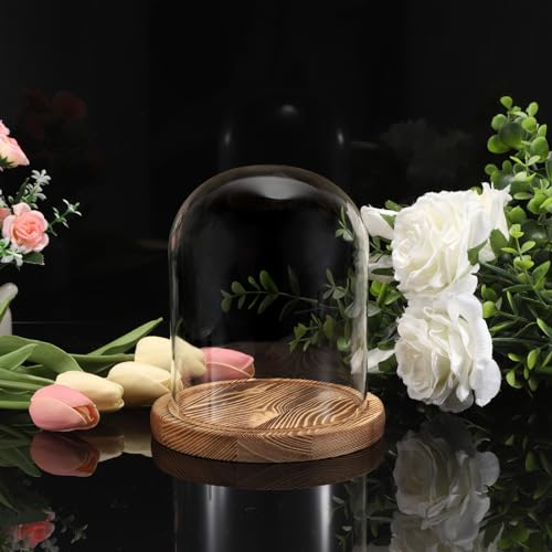 JUXYES 4.5x6 Inch Clear Glass Display Dome Cloche with Walnut Wood Base | Transparent Dome Cloche Bell Terrarium Jar, Glass Dust Proof Display Stand for Plants, Collectibles, Figurines, Keepsakes
