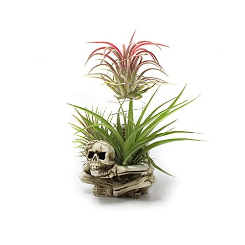 Resin Air Plant Holders,Tilandsia Container,Gothic Skeleton Planter,Halloween Plant Pot,Tillandsia Pot, Skull Table Top Display Planters for Air Plants and Other Mini Plants - size: 3.14 x 2.75 x 2.55''