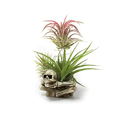 Resin Air Plant Holders,Tilandsia Container,Gothic Skeleton Planter,Halloween Plant Pot,Tillandsia Pot, Skull Table Top Display Planters for Air Plants and Other Mini Plants - size: 3.14 x 2.75 x 2.55''