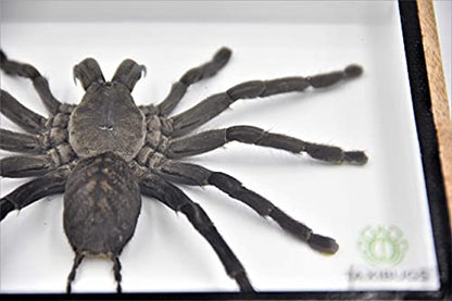 Real Giant Tarantula EURYPEIMA SPINCRUS Spider Taxidermy Boxed Display - color: WOODEN BOX
