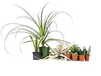 Josh's Frogs Desert Plant Kits for Arid Bioactive Terrariums (Large) - size: Large