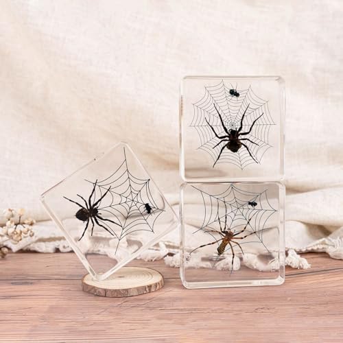 3pcs Taxidermy Spiders, Real Insect Bug Spiders Specimen in Resin, Clear Sealed for Closer-Look & Study in Healthy, Science Educational Classroom Specimens, Unique Amazing Gift (3.0x3.0x0.8-inch) - size: Medium 3PCS Spiders