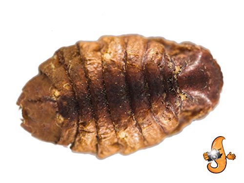 Chubby Dried Silkworm Pupae | 2 lbs | High-Protein Treat for Koi, Fish, Reptiles & Terrapins Nutrient-Rich Calcium Snack | High-Protein Treat, For Koi, Fish, Reptiles & Terrapins, Nutrient-Rich, Calcium Snack - size: 2 Pound (Pack of 1)