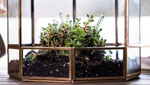 Urban Born Handmade Birdcage Large Glass Terrarium — 10" x 9" x 9" (Brass)