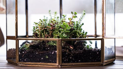 Urban Born Handmade Birdcage Large Glass Terrarium — 10" x 9" x 9" (Brass)