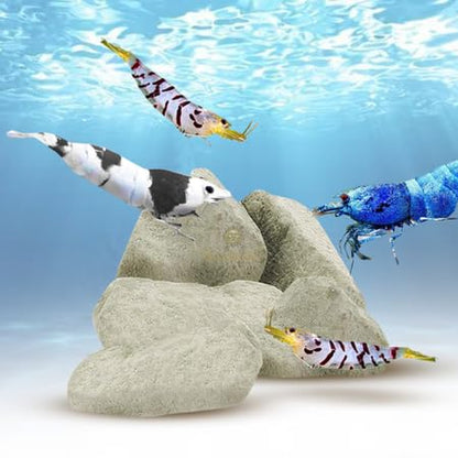 Calcium & Magnesium Rocks for Aquarium | Enhances Shell Strength & Color for Shrimp, Snails, Crabs & Crayfish | Biofilm Surface | Ideal for Soft Water Tanks 2 OZ