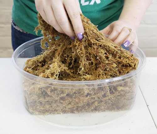 Premium New Zealand Sphagnum Moss, 100g (8L When Hydrated) - Harvested Sustainably from The Pristine West Coast of New Zealand's South Island - size: 100 Gram