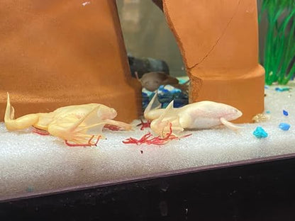 Axolotl Food Soft PELLETS 3.2 & BLACKWORM PELLETS 3.0 Aquatic Frogs,African Clawed Frog A451 (2oz) - size: 2 Ounce (Pack of 1)
