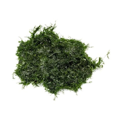 Live Aquarium Plants on Driftwood, Lava Rock, Moss, Fiber Mat - Freshwater Fish Tanks - Easy, Beginner Friendly (Fissidens Fontanus, (One Golfball)) - color: Fissidens Fontanus - Golf Ball, size: 1 Pack