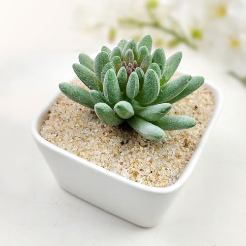 FANTIAN Aquarium Sand, 5 lbs Fish Tank Sand, Beige | Aquarium Substrate Gravel, Safe for Fish Tank, Shrimp, Terrariums, Aquatic, Plant, Fire Pits, Candle, Vase, Crafts - color: Beige, size: 5 LB