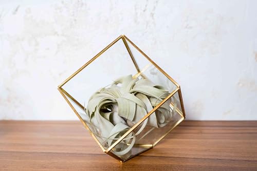 Heptahedron Geometric Glass Terrariums - Set of 2 Air Plants Holder-Tillandsia Red Abdita, Ionantha and Small Xerographica-Home and Garden Decor-Easy Care Indoor and Outdoor Plants