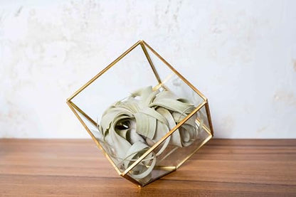 Heptahedron Geometric Glass Terrariums - Set of 2 Air Plants Holder-Tillandsia Red Abdita, Ionantha and Small Xerographica-Home and Garden Decor-Easy Care Indoor and Outdoor Plants