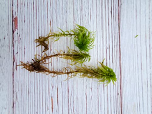 Super Sphagnum Moss 6"x9" Bag for Terrariums Orchids Reptiles Carnivorous Plants
