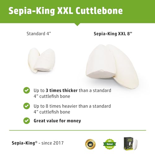 Sepia King - Extra Large - 100% Natural Calcium Supplement - Premium Cuttlebone Perfect for Birds, Tortoises, Snails, Reptiles - Pack of 3