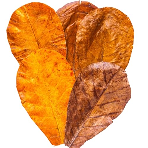Leaf Litter for Snakes – 30 Pcs Indian Almond Catappa Leaves 8" for Reptile Tanks, Corn Snake & Ball Python, Natural Bioactive Vivarium Substrate, Terrarium Bedding & Habitat Decor