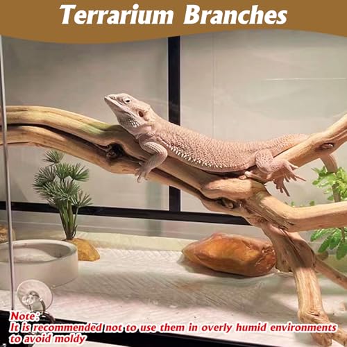 VCEPJH Snake Climbing Branch 3PCS Reptile Wood Natural Cork Log Terrarium Decor Bearded Dragon Tank Accessories Tree Trunk for Chameleon Gecko Ball Python Frog Panlong Wood (11.8-15.7in) - size: Panlong Wood (L:13.7"-15.7"-2pcs)
