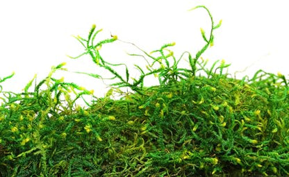 SuperMoss (25322) Forest Moss Preserved, Fresh Green, 8oz