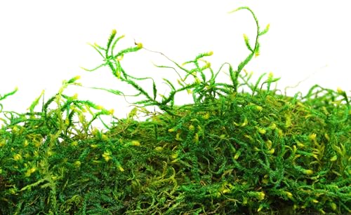SuperMoss (25320) Forest Moss Preserved, Fresh Green, 2oz - color: Fresh Green, size: 80.75 in3 Bag (Appx. 2oz)