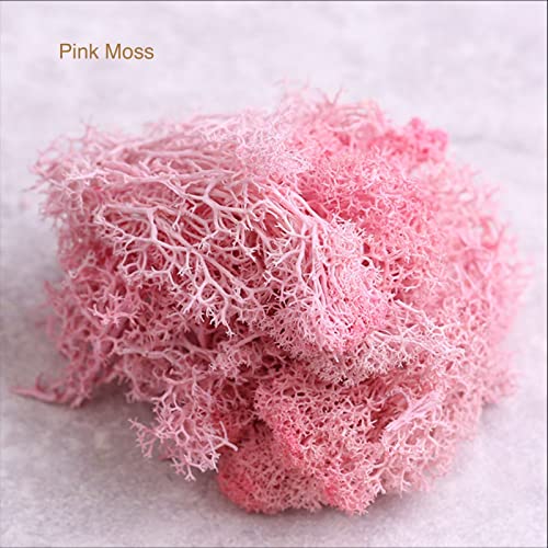 9oz Preserved Natural Moss for Potted Plants, Terrariums & Wedding Decor | Natural Pine Leaves Needles, Real Greenery Cedar Stems, Xmas Garland, Wedding Home Decor, Indoor Outdoor, Picks, Dried Plants