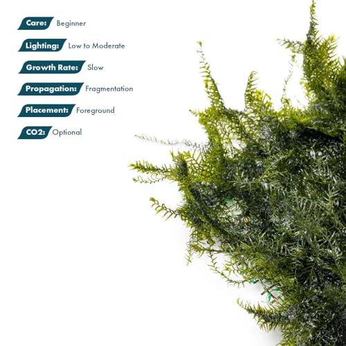 Live Aquarium Plants on Driftwood, Lava Rock, Moss, Fiber Mat - Freshwater Fish Tanks - Easy, Beginner Friendly (Fissidens Fontanus on Stainless Steel, (1 Pack)) - color: Fissidens Fontanus - Stainless Steel, size: 1 Pack