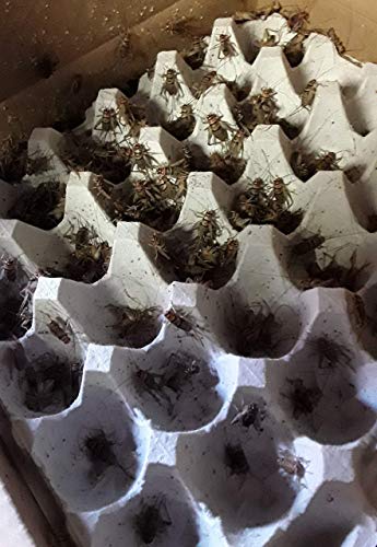 Josh's Frogs Cricket Colony Bundle- Vermiculite Substrate, Food, Ready to Use Water Gel, and Egg Flats (Enough for a 10 Gallon Tank)