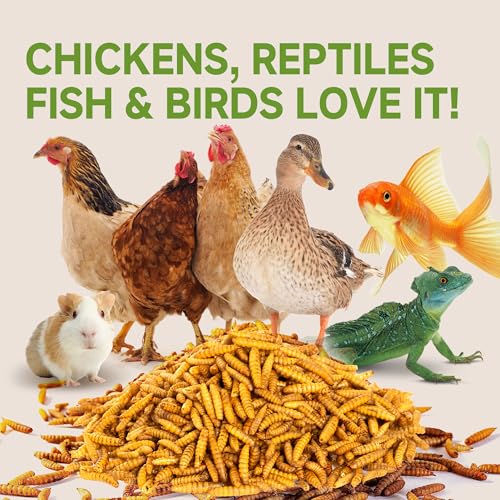 5LB Non-GMO Dried Black Soldier Fly Larvae for Chickens 45% Protein High Calcium Chicken Feed Alternative to Mealworms, Dried BSF Larvae Chicken Treats for Laying Hens Ducks Birds Reptiles - size: 5 Pound (Pack of 1)