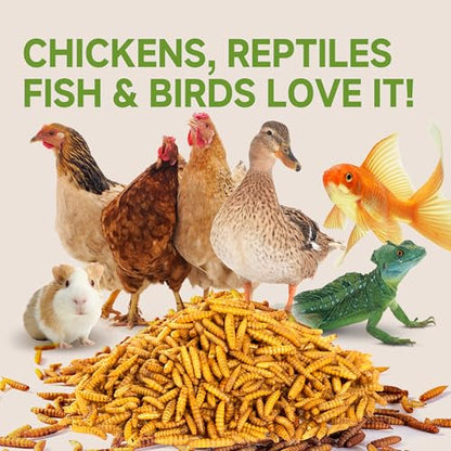 10LB Non-GMO Black Soldier Fly Larvae for Chickens 45% Protein High Calcium Chicken Feed Alternative to Mealworms, Dried BSF Larvae Chicken Treats for Laying Hens Ducks Birds Reptiles - size: 10 Pound (Pack of 1)