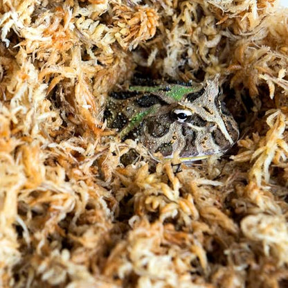 Galápagos (05203) 5-Star Golden Sphagnum Moss | Long-Fiber Snake Bedding, Reptile Substrate & Terrarium Moss for Frogs, Toads, Carnivorous Plants, Leopard Geckos, Snakes, and Amphibians, 1/3 Pound