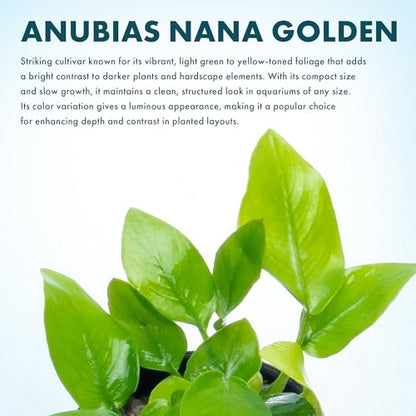 Anubias Live Aquarium Plants - Potted Freshwater Plant for Fish Tanks, Terrariums - Beginner Friendly Low Light (Nana Golden, 3 Pots) - color: Nana Golden, size: 3 Pots