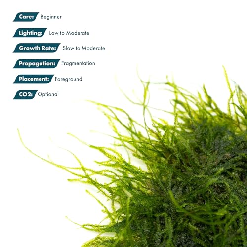 Live Aquarium Plants on Driftwood, Lava Rock, Moss, Fiber Mat - Freshwater Fish Tanks - Easy, Beginner Friendly (Spiky Moss on Stainless Steel) - color: Spiky - Stainless Steel, size: 1 Pack