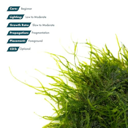 Live Aquarium Plants on Driftwood, Lava Rock, Moss, Fiber Mat - Freshwater Fish Tanks - Easy, Beginner Friendly (Spiky Moss on Stainless Steel) - color: Spiky - Stainless Steel, size: 1 Pack