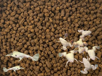 African Clawed Frog Soft Food Bits - Aquatic Frog Food 2.4 A282F - 4oz