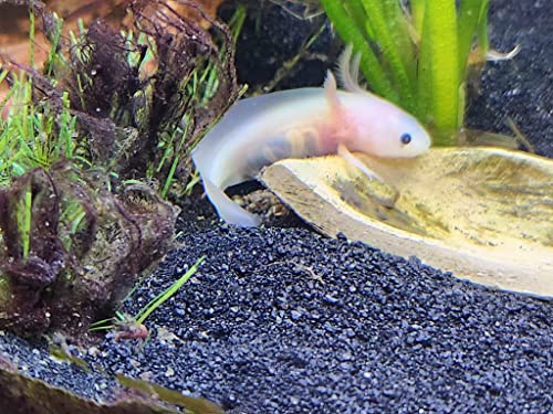 African Aquatic Clawed Frog Soft Bits (Squid & Krill 3.2mm Soft Pellet, 1oz Sample) - size: 1 Ounce (Pack of 1)
