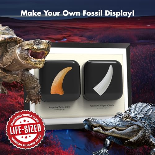 Reptile Dig Kit for Kids – Excavate Life-Sized American Alligator Tooth & Snapping Turtle Claw – STEM Science Educational Toy, Paleontology Activity Set with Display Frame, Ages 6+ - size: Alligator Tooth & Snapping Turtle Claw