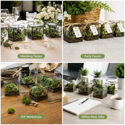 Small Square Glass Terrarium with Lid, 4.3 Inch Clear Glass Planter Box for Moss, Succulents & Air Plants, Mini Fairy Garden Display Case, Black Metal Frame, Indoor Tabletop Plant Decor - size: Small Square