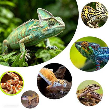 Reptile Anti-Escape Feeding Bowl, Wall-Mounted Corner Hunting Bowl | with Suction Cup Reptile Slow Feeder for Terrarium, Bearded Dragon, Chameleon, Lizard, Gecko, Frog (5.2 Inch Small)