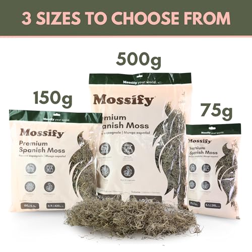Mossify Spanish Moss, 150g 5.3Oz, Natural Dried Preserved | Plants, Indoor & Outdoor, Crafts, Terrariums, Floral Arrangements, Garden & Home Décor, Humidity Retaining - size: 150g (5.3Oz)