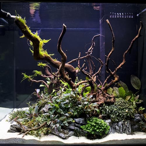 Ultum Nature Systems Driftwood - Spider Drift Wood for Fish Tank, Planted Tank, Terriarium, Paludarium - Versatile Natural Driftwood Decor, Events Wood Centerpiece - Spider Wood, L 15-20", 3 Pack - size: 15-20" 3-Pack