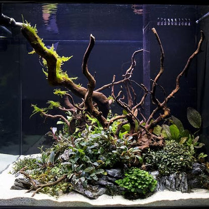 Ultum Nature Systems Driftwood - Spider Drift Wood for Fish Tank, Planted Tank, Terriarium, Paludarium - Versatile Natural Driftwood Decor, Events Wood Centerpiece - Spider Wood, L 15-20", 3 Pack - size: 15-20" 3-Pack